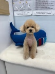 솜솜 애견미용
