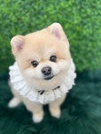 살롱 드 왈왈