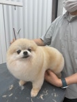퍼피팸퍼