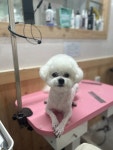 멍멍1길 23