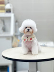 몽시어