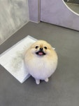 퍼피팸퍼