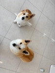 댕 그루밍