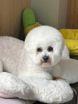 멍멍1길 23