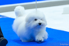 유어펫 라운지 강아지분양