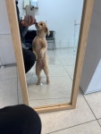 댕 그루밍