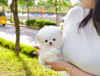 인천강아지분양 고양이분양 미유펫 인천점