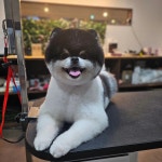 구름이 그린 달빛 애견미용 애견호텔