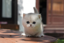 대구고양이분양 네코냥