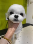 단아한펫