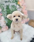 웰니스펫뷰티 오그루밍