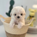 마이펫강아지분양고양이분양 대구점