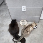 다산봄 동물병원