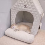 퍼피캣 강아지 고양이 대구경산점