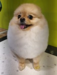 단아한펫