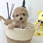 마이펫강아지분양고양이분양 대구점