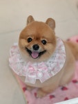댕화살롱