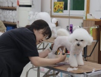대구애견미용학원