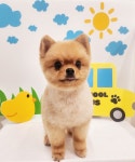 몽키펫