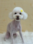 뽀송하댕