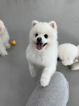 온리펫살롱