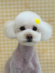 뽀송하댕