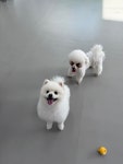온리펫살롱