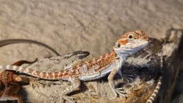 파충류샵 창수네사육공간