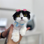 W 고양이미용센터 부평