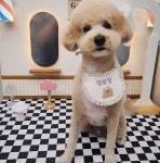 댕블랑 애견미용 & 애견호텔