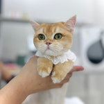 W 고양이미용센터 부평