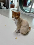 야옹아놀자 하남미사점