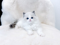 광주고양이분양 제나캣 광주점