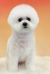 미코그루밍