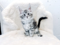 광주고양이분양 제나캣 광주점