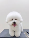 리틀포우