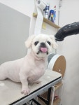 뽀송하개