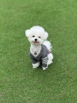 애견유치원&강아지놀이방 멍스윗홈