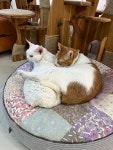 이웃집고양이&루나펠트
