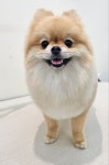 엘레멍스