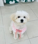두유네애견미용실