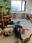 이웃집고양이&루나펠트