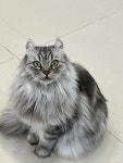 이웃집고양이&루나펠트