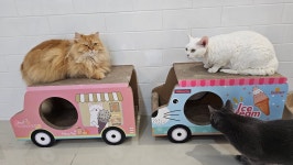 이웃집고양이&루나펠트