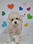 멍컷