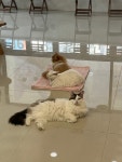 이웃집고양이&루나펠트