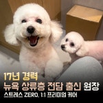 펄세이 도그 그루밍 강남삼성동본점