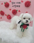 오늘도이쁘개