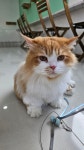 이웃집고양이&루나펠트