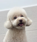 까까펫살롱